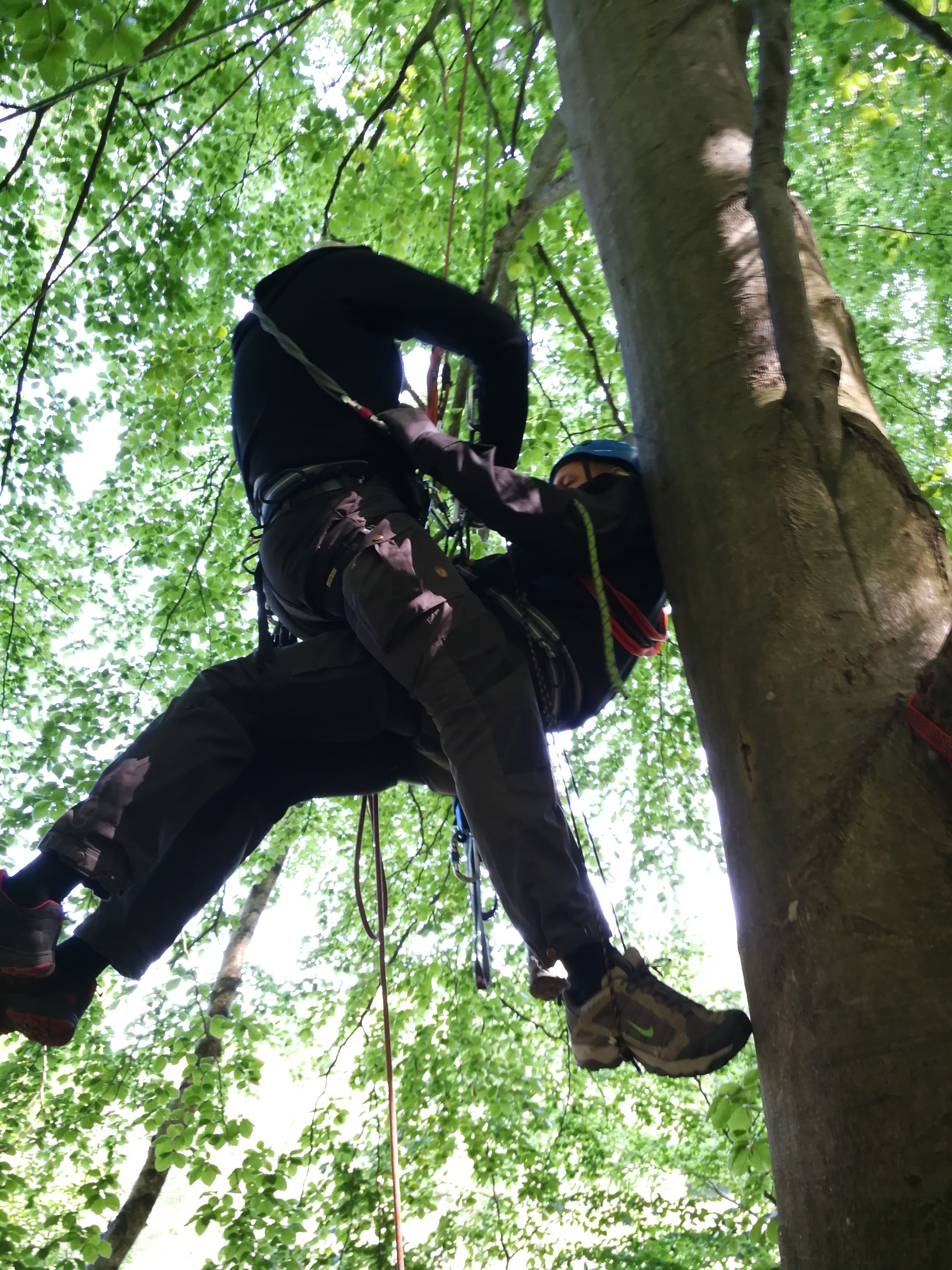 Brush-up i træklatring